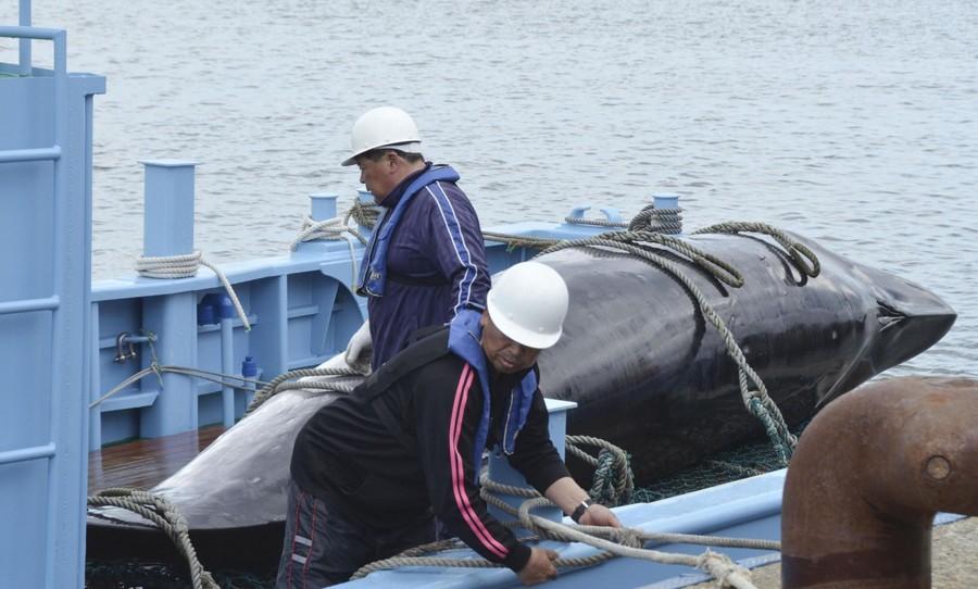 日本拟修改法律支持捕鲸业日网友反驳：时代不同了