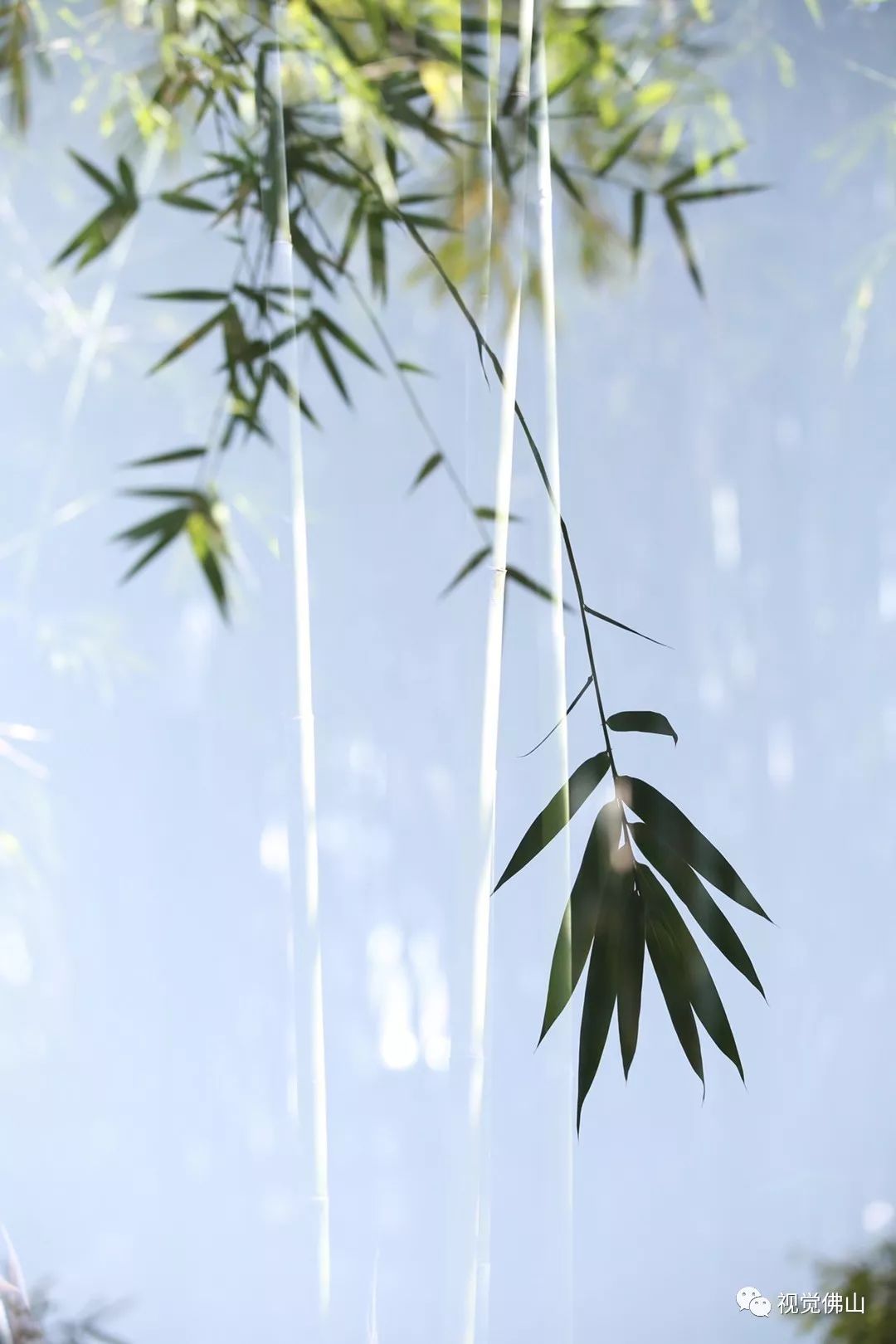 学员朱江丹摄学员丛庆林摄学员谭艳华摄佛山日报记者 龙翔摄拍摄花絮