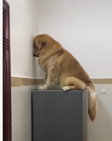 狗狗犯错被主人罚站网友站在冰箱上面壁是罪加一等的意思吗