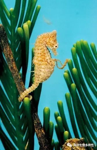 视频 | 让你们见识下~海马爸爸如何生海马宝宝