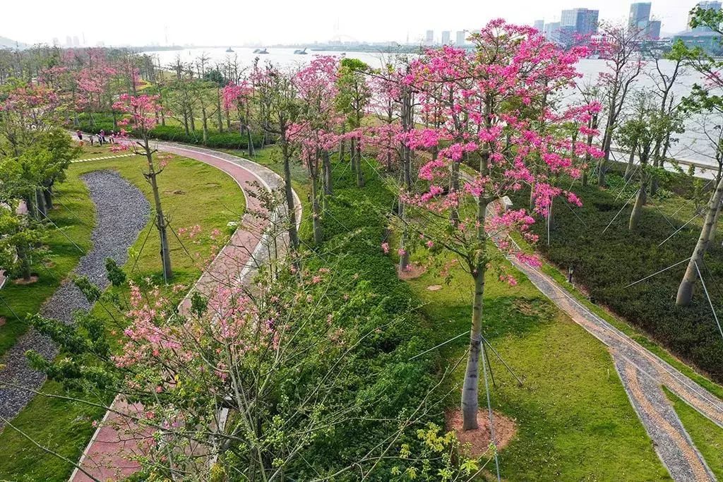 美丽动人满树姹紫嫣红横琴花海长廊的樱花木棉已渐次盛开一夜入秋11月