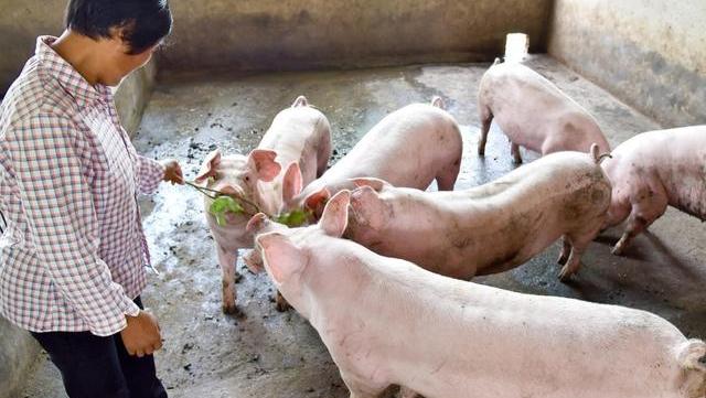 生猪价格下跌养猪人该怎么办 57c3c7d68260471cbe62e04618a7a06f.jpeg