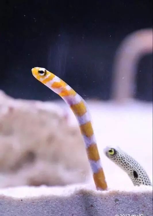 十一总成交额震惊日本网友,反观日本打折季可