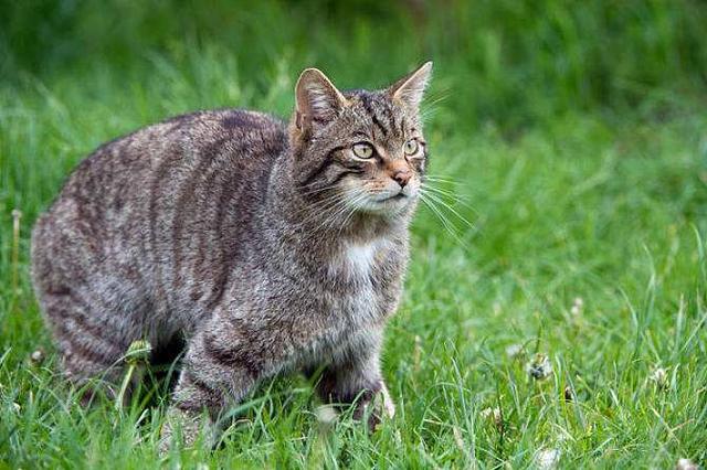 澳洲野猫泛滥人类不阻止的话最终能进化成老虎一样的猛兽吗