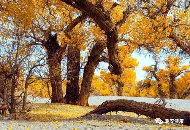 什么时候才算正式进入秋天 985f46c1821f45ba8e1a34e523f4300c.jpeg