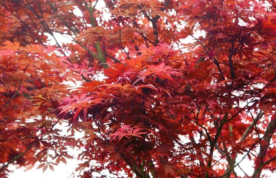 一季枫红,秋色无边