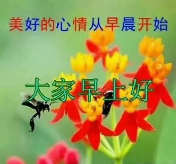 最好看的2019早上好动态祝福美图带字 ,送给你牵挂的朋友