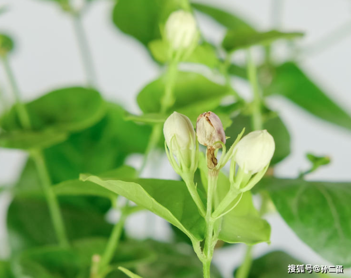 哪些花不需要浇水 c9d7a605ceec407c858aaba15fd1a174.png