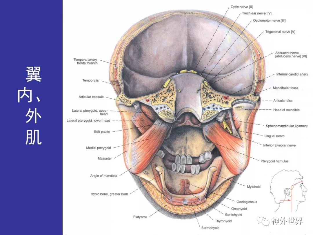 基础篇丨头部的局部解剖与操作