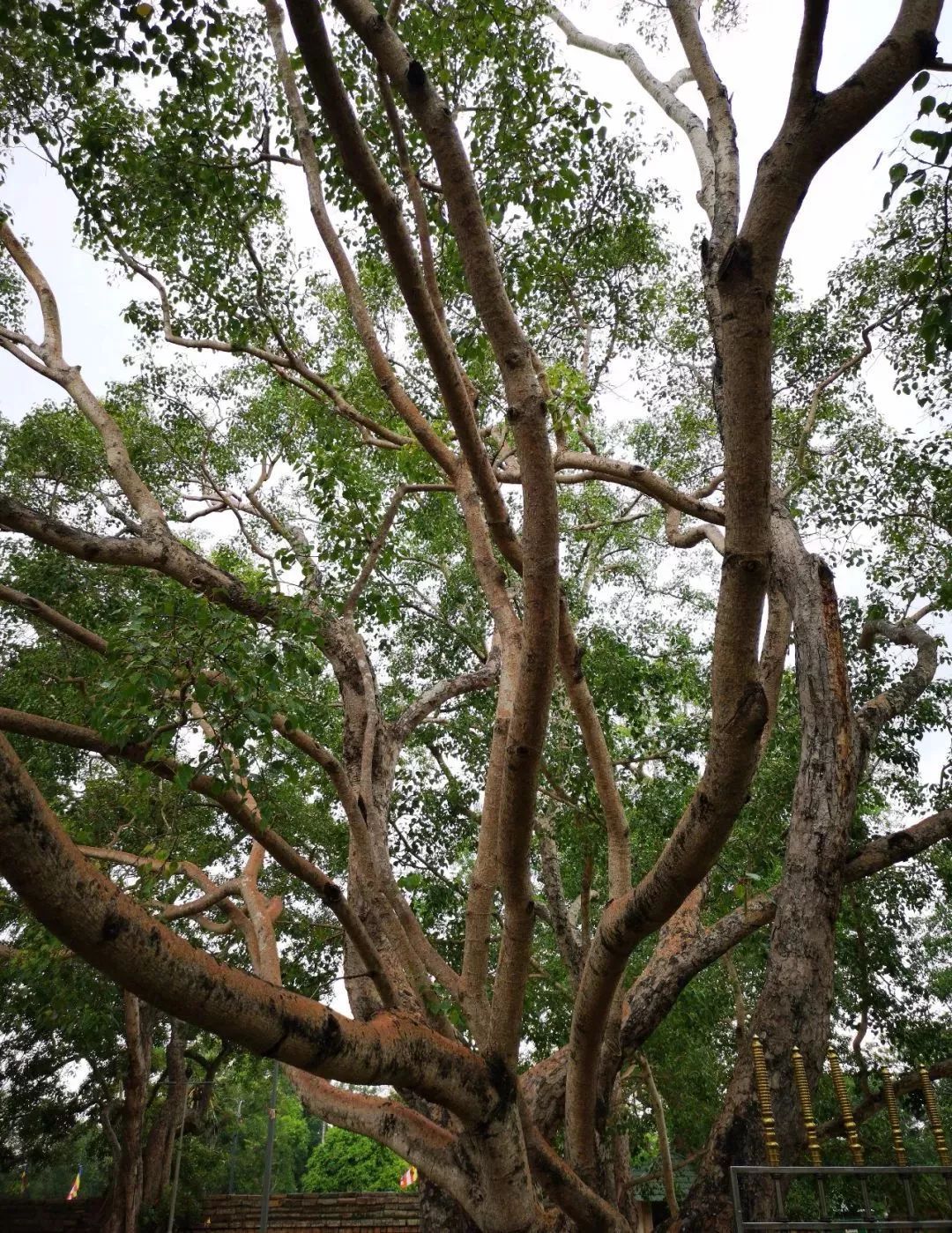 见证佛陀悟道的菩提树长在哪?什么样?是什么树?