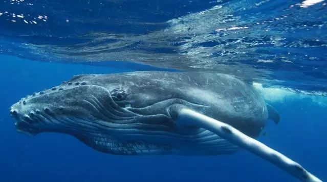 当你出海观鲸时,知道那都是什么鲸鱼吗?_蓝鲸