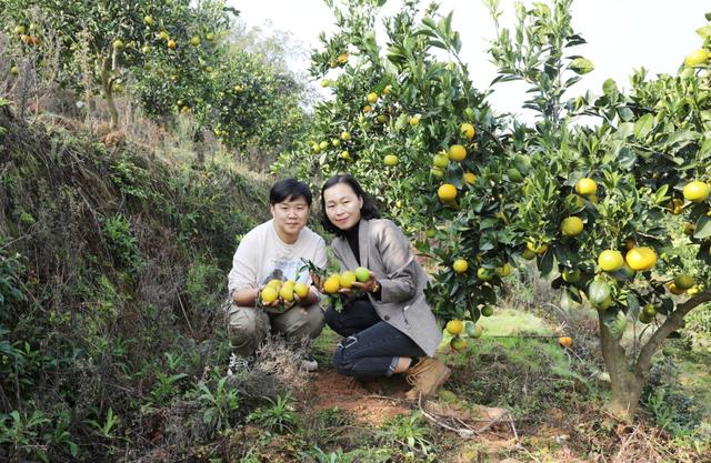 湖南麻阳2万亩锦蜜冰糖橙迎来采摘季