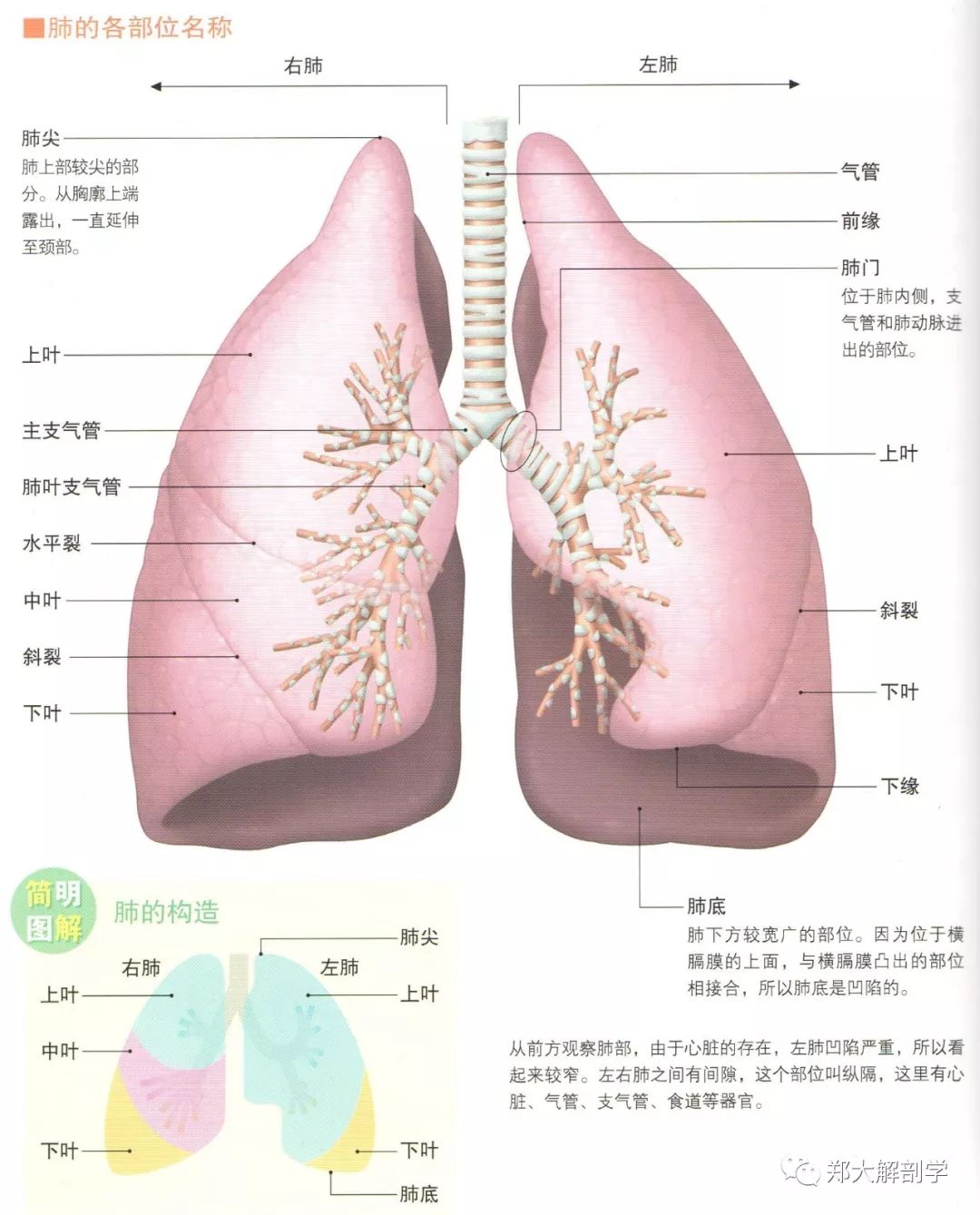 193.右肺 (内侧面观)-系统解剖学-医学
