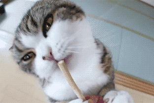 众所周知,猫咪徒有一副软萌的外表,其实是天生高冷的物种,今天对你