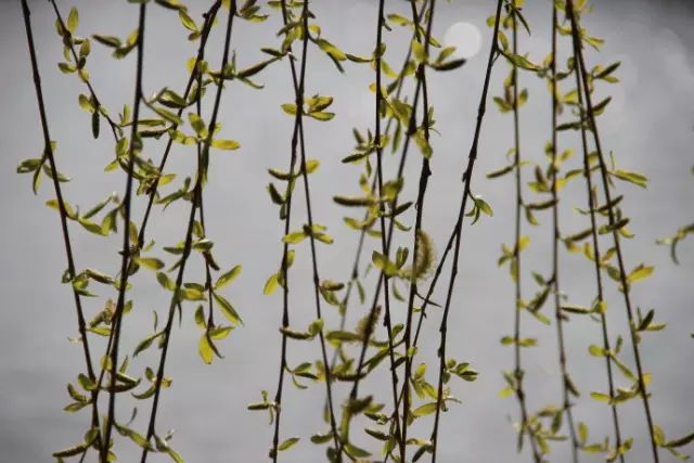 经典 | 朱自清:匆匆(芳子朗诵作品)