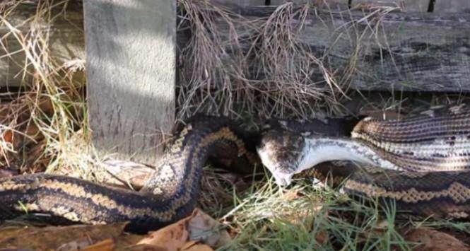 蛇是无情的吗 598d4f532aa24933a320ed5fa40be83b.jpeg