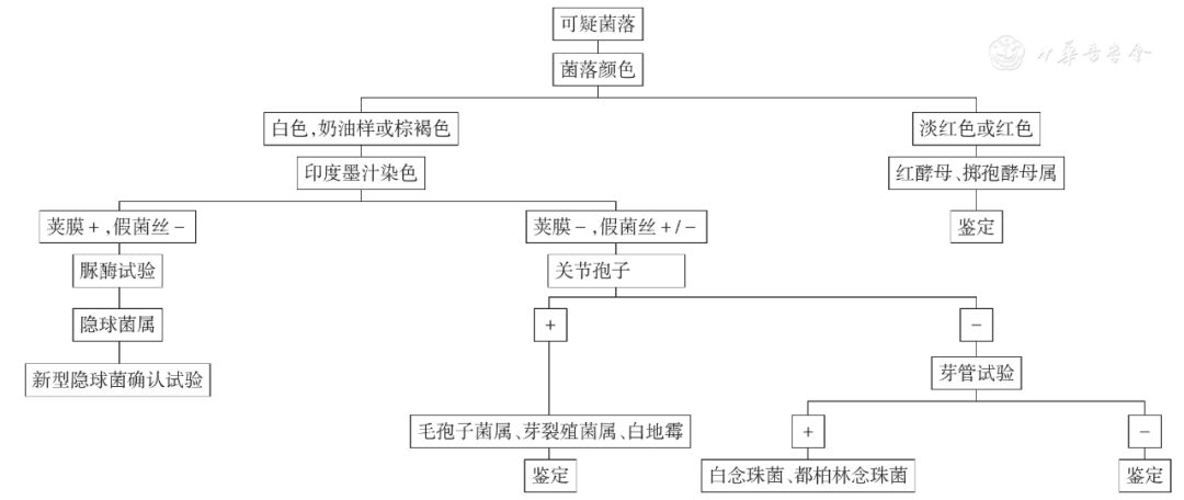 临床微生物实验室真菌检测能力建设基本要求专家共识