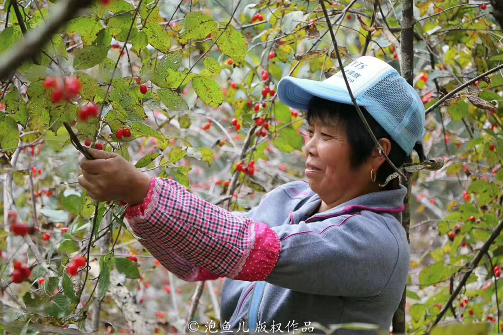 千岛湖唯一未被淹没的古镇,曾出现数百位名医,农民种药材脱贫 千岛湖唯一未被淹没的古镇,曾出现数百位名医,农民种药材脱贫