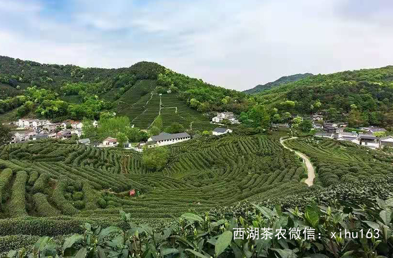 西湖龙井茶园核心产区