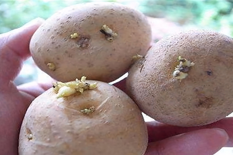 4. 发芽的土豆