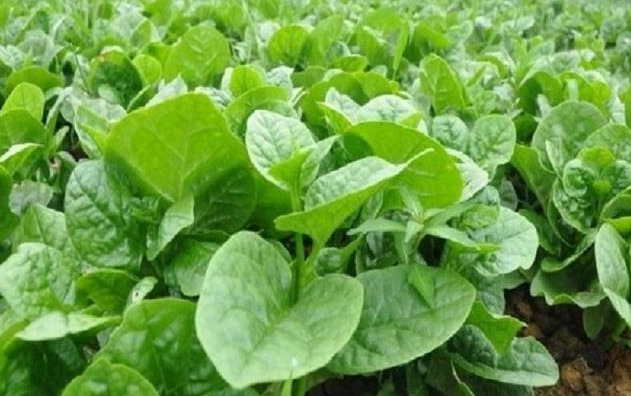 绿叶蔬菜有哪些是减肥的 8d8b6d50f9c445b6b593ec12c57349f1.jpeg