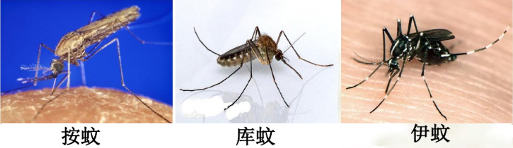家庭常见蚊虫种类