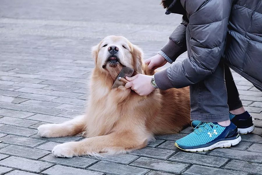 一問 | 你真的懂得怎麼和狗狗打招呼嗎？ 寵物 第6張