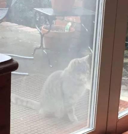 邻居猫风雨无阻，每天来门口痴等狗狗！房主泪目：狗已过世1年了