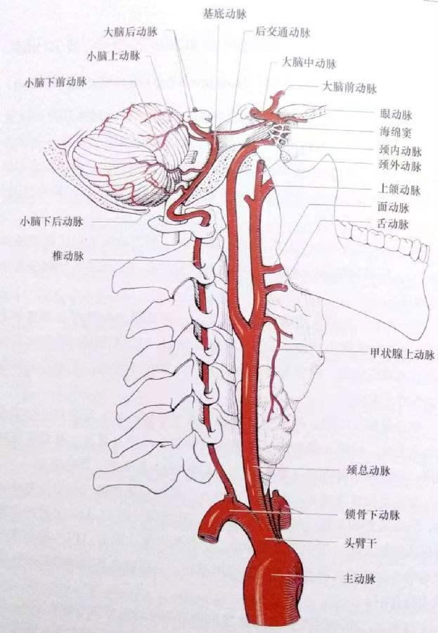 原创出现脑部症状医生提醒一定查颈部血管不然很容易脑梗