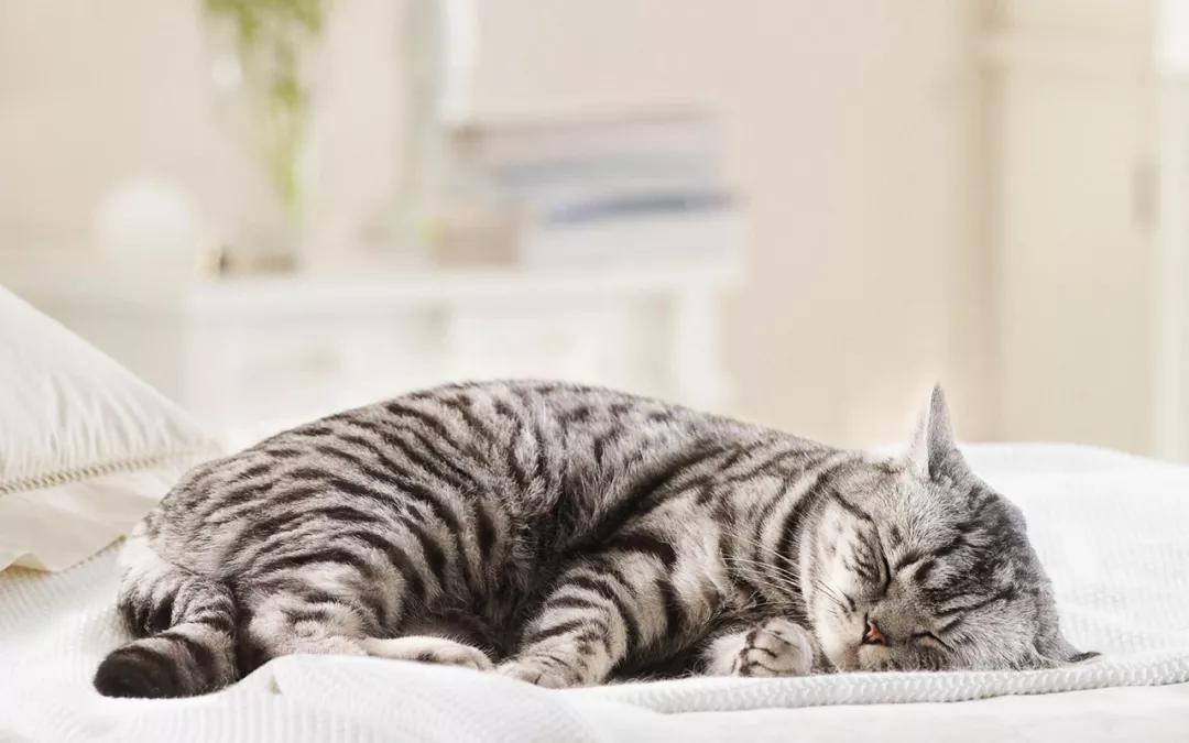 梦见看见一只死猫我把它给埋了，解读梦境中的深层含义