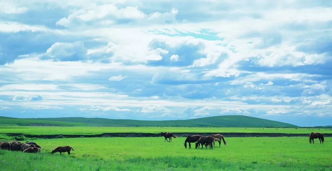 中国最美大草原横屏 ba3e84ac17a449b6bacdcd2b78554972.jpeg