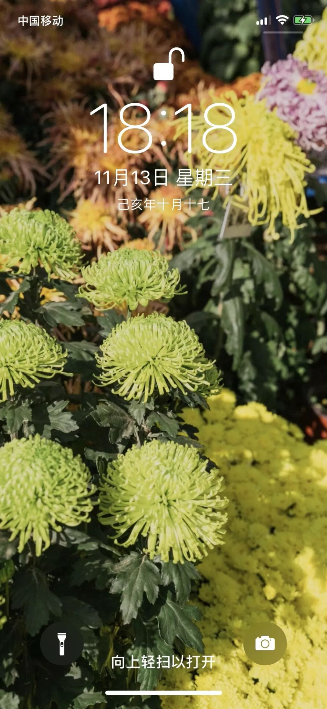 逛了一圈菊花展,收获了一波妈妈们最爱的中老年壁纸!