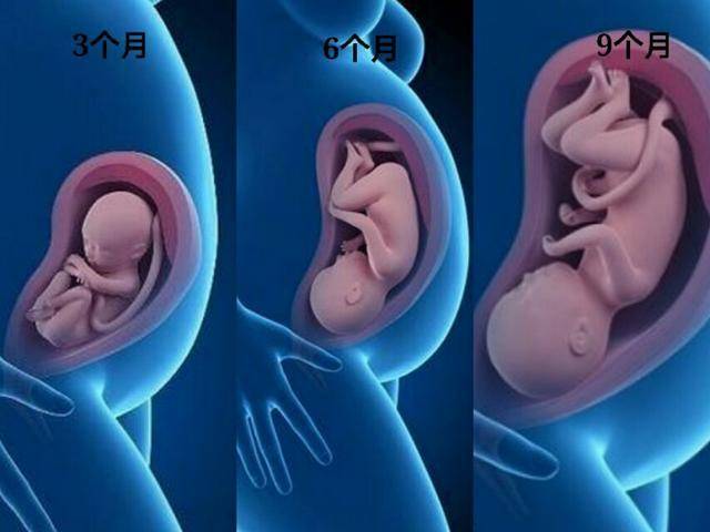 3个月,6个月,9个月胎儿差别有多大?三张图片说明真相