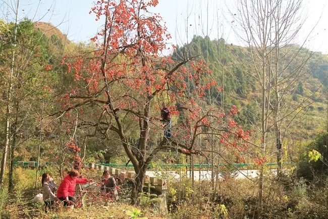 图为两当县金洞乡新潮村村民正在采摘柿子