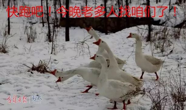 下雪了大鹅慌神了