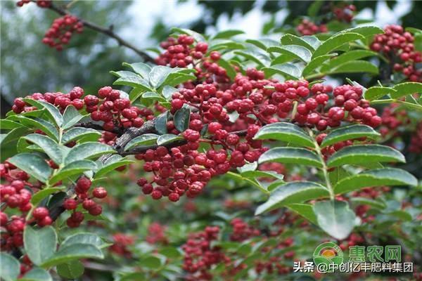 花椒树怎么种出来的 0acd5ae751e8414ab9e9266eb9a7474f.jpeg