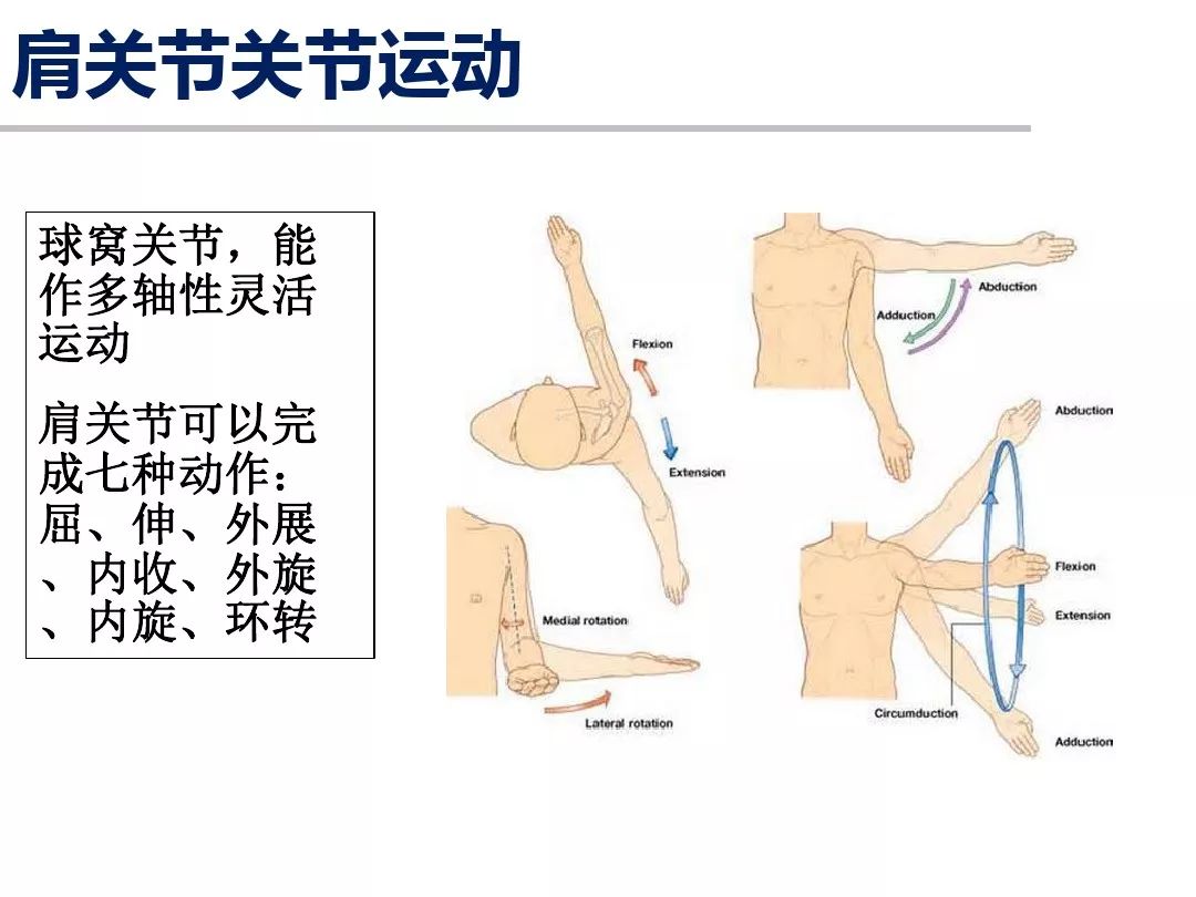 人体肩、膝关节运动解剖学基础