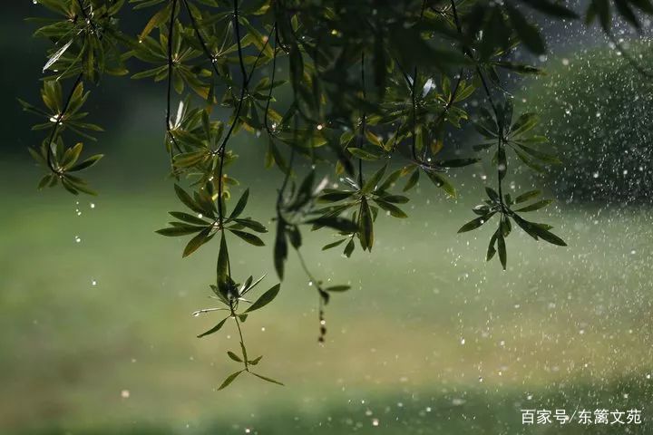 名家美文赏析:昆明的雨_仙人掌