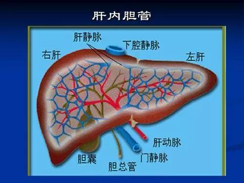 胆囊位于肝下胆囊窝内,依附于肝,是胆汁的"仓库,具有储存,浓缩,排放