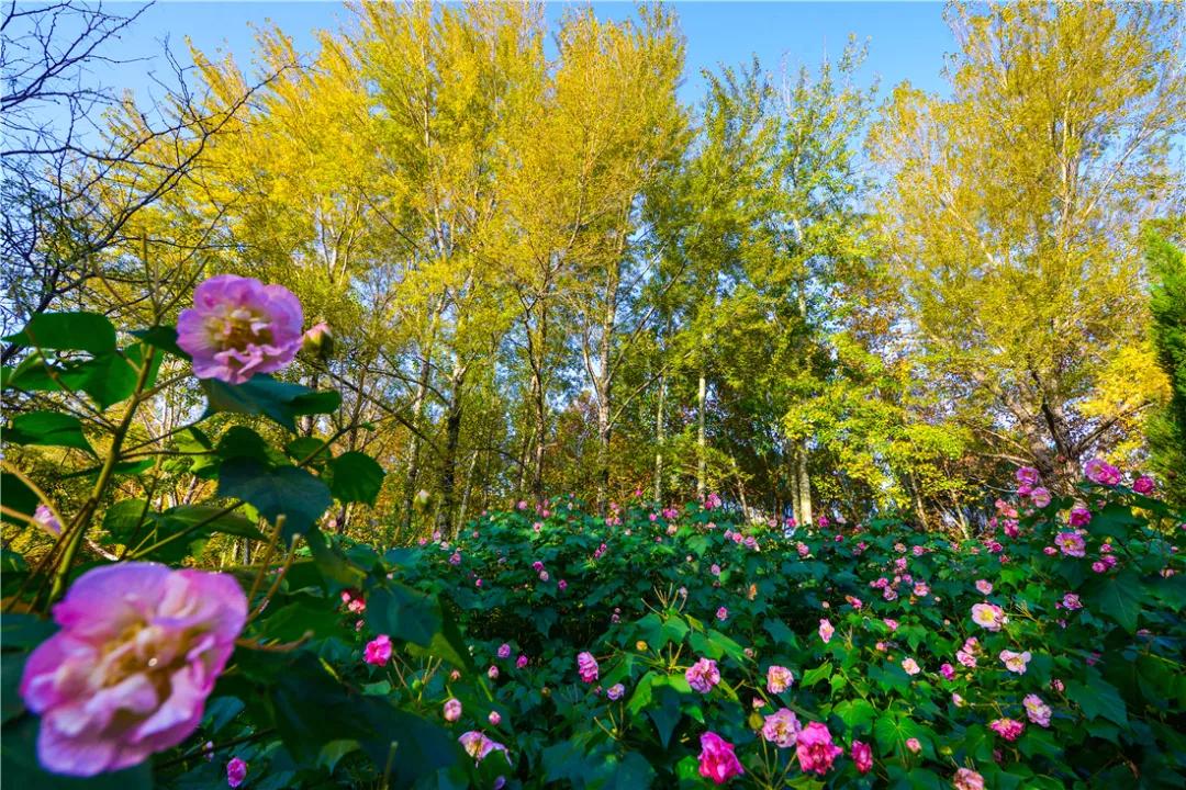 济南森林公园位于槐荫区张庄路,东邻兴济河,西至二环西路,北抵济西路