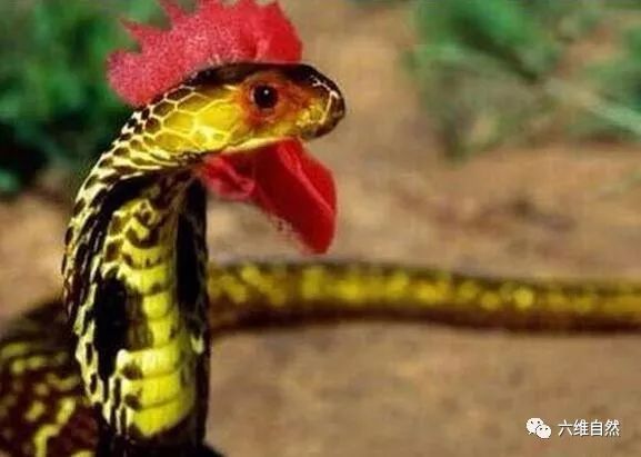 被广泛争议的一种蛇类野鸡脖子蛇是有毒蛇还是无毒蛇
