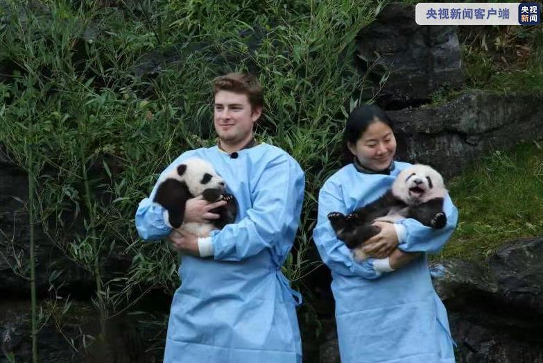 萌宝有名字啦！比利时新生龙凤胎大熊猫取名为“宝弟”“宝妹”