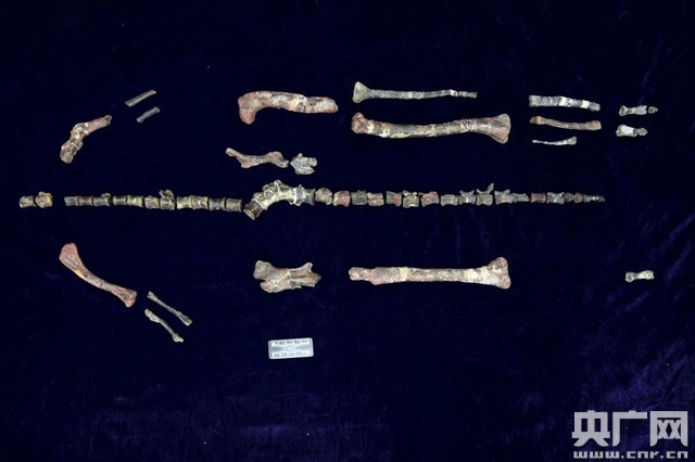 重庆云阳发现亚洲最早的新鸟臀类恐龙化石