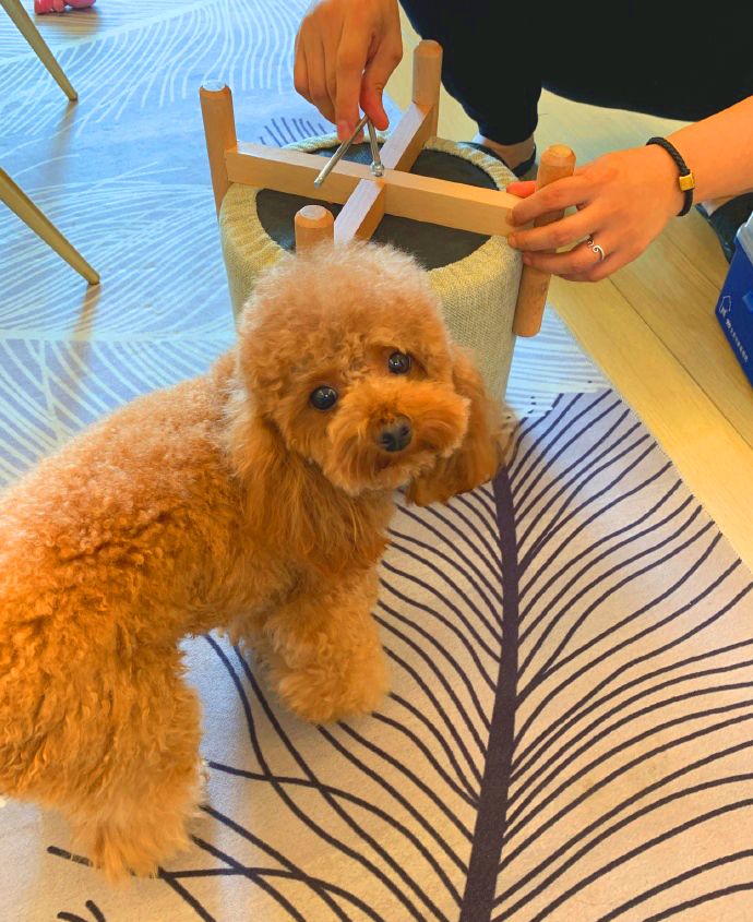 怎样防止小狗乱拉尿 97d37990e13a4486a6790494e41cad0d.jpeg