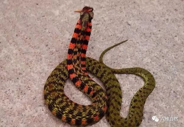 被广泛争议的一种蛇类,野鸡脖子蛇是有毒蛇,还是无毒蛇?