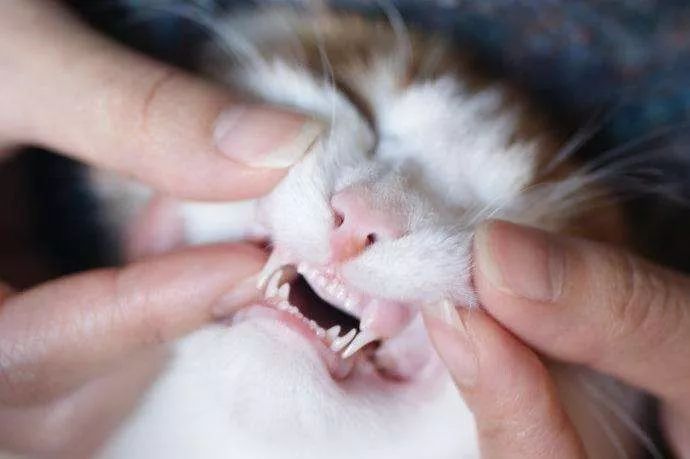 【不看后悔系列】猫咪口腔的疾病系列1——牙周疾病