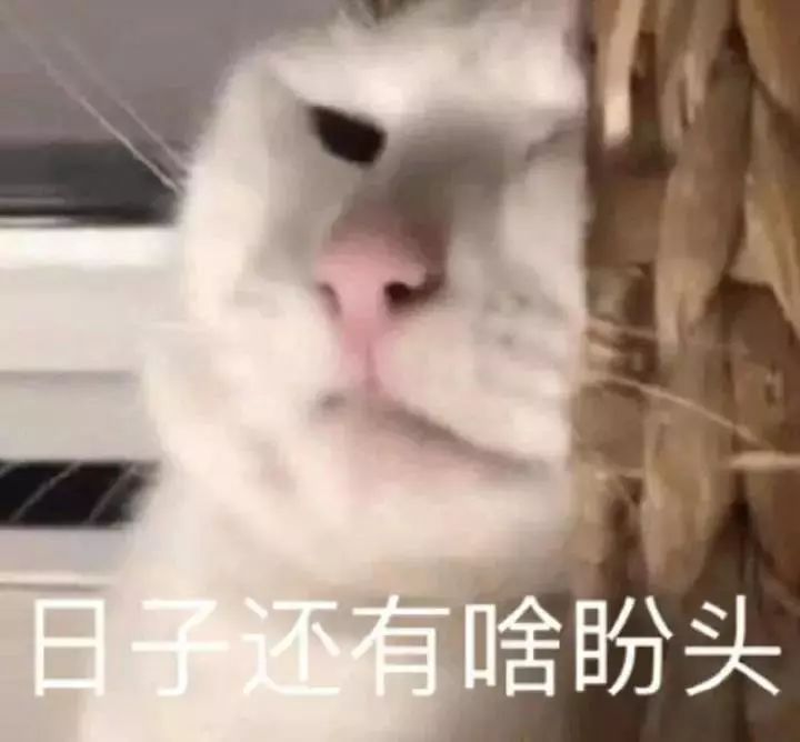天线宝宝表情包,热门斗图无水印表情包,熊猫头表情 返回搜