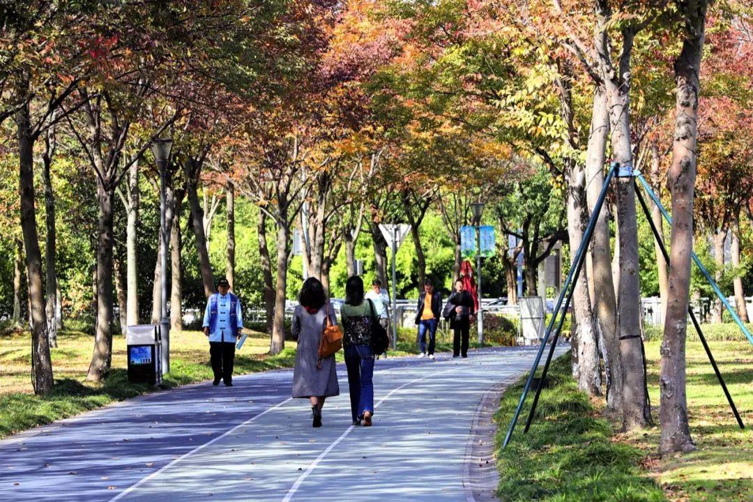 榉树大道