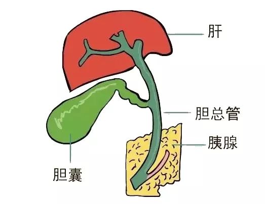 艾灸1个穴位通肝胆， 5大疾病全解决！ .艾灸养生