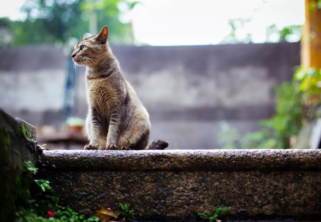 什么猪虎成语_猪打头的成语(5)